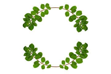 leaf vine circle Isolate on transparent background PNG file