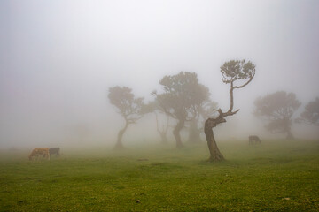 Wall Mural - Posto Florestal Fanal on foggy day	