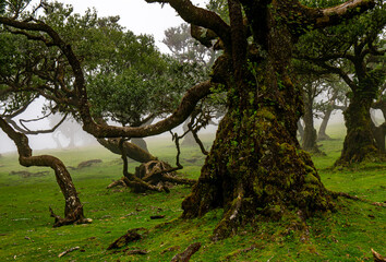 Wall Mural - Posto Florestal Fanal on foggy day	