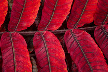 A Closeup Of The Beautiful Autumn Leaves Rhus Typhina, The Staghorn Sumac