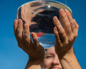 Wall Mural - Woman holding round aquarium with goldfish on blue sky background. 