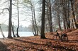 A trekking bike with a small pannier stands by the lake in a beautiful sunny autumn scenery