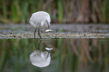 Aufkleber - An egret, Ardea alba, standing in the water with a fish in its beak. It is beautifully reflected in the water