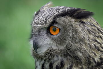 Fototapete - A very close detailed profile portrait of an eagle owl. It shows just the head