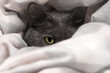 A gray funny cat hid in a warm blanket or blanket and peeps with one eye..