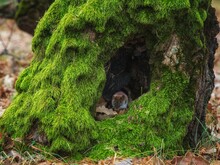 An Old Fallen Tree Covered With Moss And Little Mouse