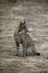 Canvas Print - The Iberian lynx (Lynx pardinus), young lynx in yellow grass. Young Iberian lynx in the autumn landscape.