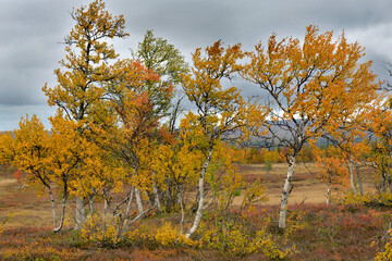 Wall Mural - closeup on yellow foliage in autumnal colors background