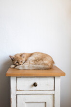 Cat Sleeping On Top Of Cabinet