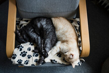 Two Cats Sleeping Together On Chair