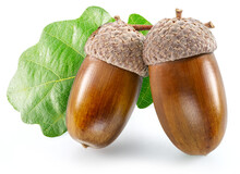 Two Oak Acorns With Oak Leaves Isolated On White Background.
