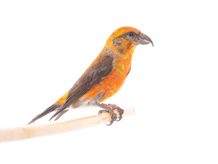 Canvas Print - male red crossbill (loxia curvirostra) isolated on white background