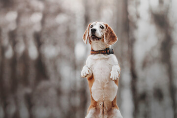 beautiful autumn portrait of a beagle dog