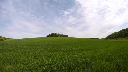 Canvas Print - Green fields of young wheat in spring.