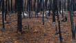 Forêt de pins calcinée, à proximité de Landiras, après le passage des incendies de l'été 2022