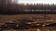 Forêt de pins calcinée, à proximité de Landiras, après le passage des incendies de l'été 2022