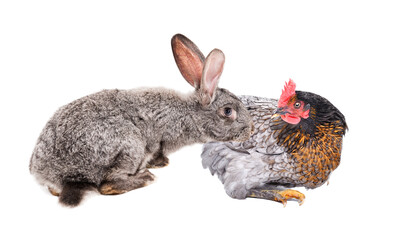 Wall Mural - Gray rabbit sniffing chicken isolated on white background