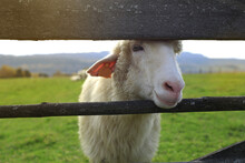 Funny White Sheep Looks Through The Fence Into The Flock