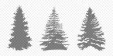 Silhouette Christmas Tree. Shadow Pine Tree. Shadow Christmas Trees Different Shape. Vector Illustration