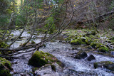 Fototapeta Desenie - River from a karst spring in the mountains