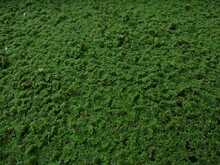 Azolla (mosquito Fern) Or Duckweed Fern, Green Background