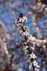 Wall Mural - Spring flowering ornamental plum. Flowering plum tree