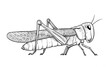 Migratory locust vector stock illustration.