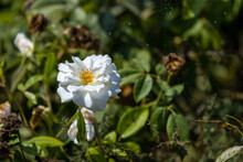 White Flowers And Spider Net