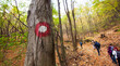 Hiking marked trail in the forest. Active people hike through autumn wood.