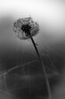 spider dandelion