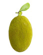 © Debi Kurnia Putra - jack fruits isolated