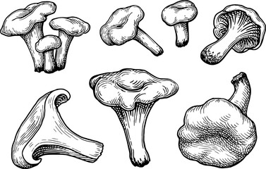 Wall Mural - chanterelles mushroom ink sketch.