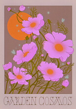 Garden Cosmos Flower Poster