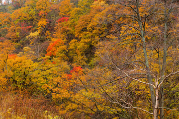 Canvas Print - Beautiful forest in autumn season