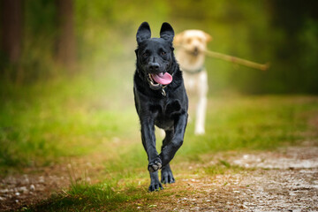 Black Labrador running in a forest with tongue hanging out and his friend running behind