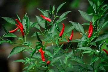 Wall Mural - Red chili peppers on the tree in vegetable garden, chili farm