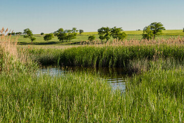 Meadow and small pond landscape photo. Beautiful nature scenery photography with grass and trees on background. Idyllic scene. High quality picture for wallpaper, travel blog, magazine, article