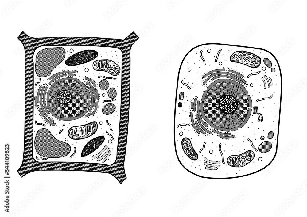 animal cell plant cell 6 Stock Illustration | Adobe Stock