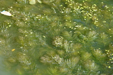 Wall Mural - Small leaves and algae float in the water.