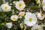 Fototapeta Kwiaty - Białe wiosenne kwiaty