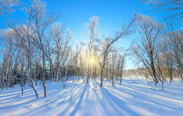 Wall Mural - Winter landscape - snowy forest and real sun. The untouched snow sparkles. The trees are covered with frost. Snowy winter landscape