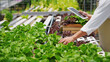 Leinwanddruck Bild - Fresh vegetable hydroponic system..Organic vegetables salad growing garden hydroponic farm Freshly harvested lettuce organic for health food Earths day concept.
