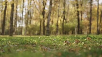 Wall Mural - Slow motion background of autumn park with yellow leaves