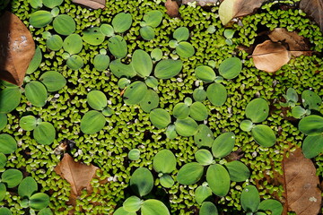 Wall Mural - small green flowers floating on water for background