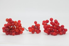 Ripe Viburnum (viburnum Opulus) Berries Isolated On White. Highbush Cranberry Fruit Clusters