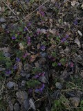 Fototapeta Tulipany - purple and green leaves