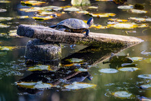 A Turtle Stands On A Log In The Middle Of A Pond With Its Reflection In The Water