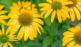 Fototapeta  - Żółte jeżówki podobne do słoneczników ozdobnych kwitnące  pomiędzy liśćmi 