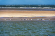 seals gathered on a sandbank in the Dutch Waddenzee