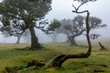 Fanal Madeira mist